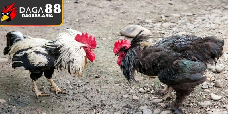 Cách chọn kèo Daga88 luôn thắng cho từng thể loại