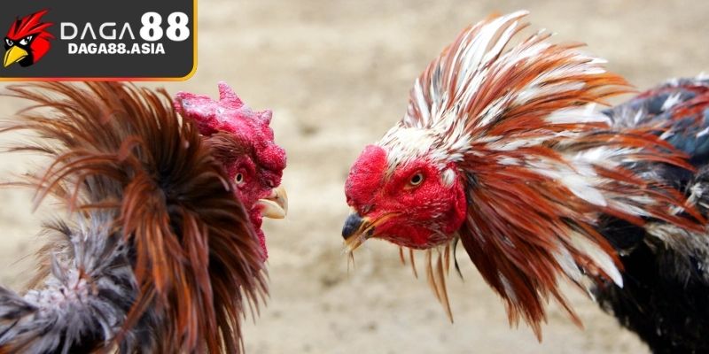 Chi tiết cách chọn kèo Daga88 luôn thắng cơ bản