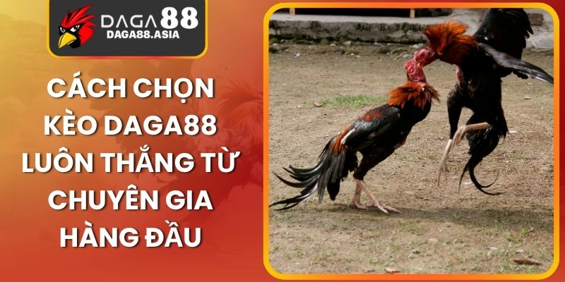 Cách Chọn Kèo Daga88 Luôn Thắng Từ Chuyên Gia Hàng Đầu