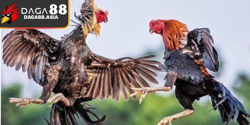 Giao dịch thanh toán nhanh chóng khẳng định tên tuổi