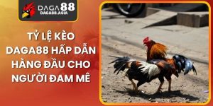 Tỷ Lệ Kèo Daga88 Hấp Dẫn Hàng Đầu Cho Người Đam Mê