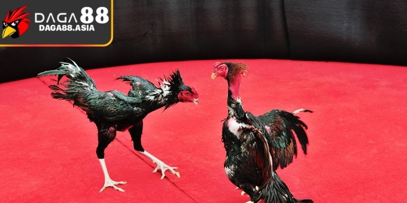 Giới thiệu tỷ lệ kèo Daga88